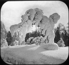 Luna Island, Old Apple Tree, Winter.