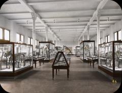 Fossil Mammal Hall, Am. Mus. Nat. Hist., New York City.