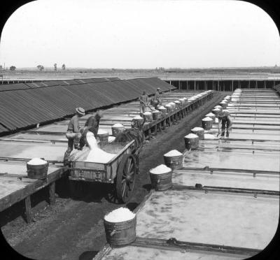 Gathering salt from evaporating pans at salt works