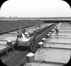 Gathering salt from evaporating pans at salt works