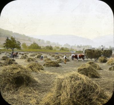 New York. Loading Hay in Field.