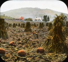 New York. Field of Pumpkins and Corn.