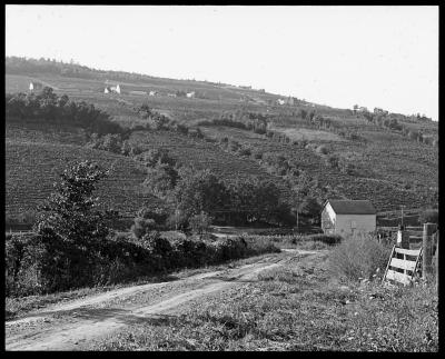 Naples Creek Vineyards