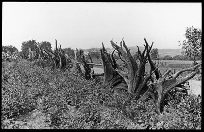 Potato Field, Steuben County