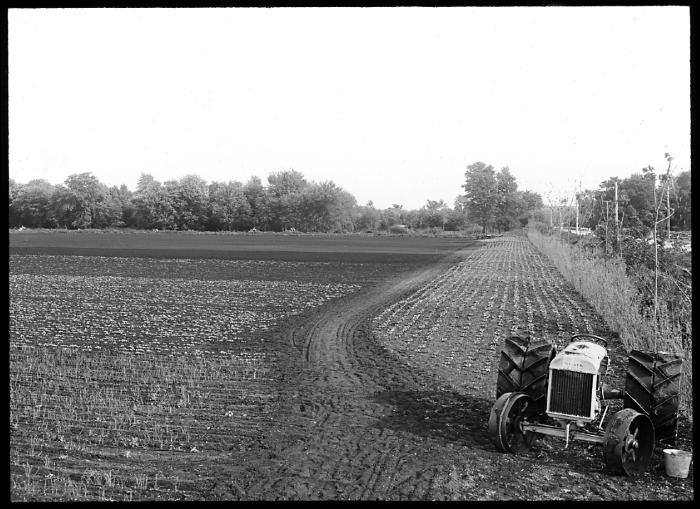 Reclaimed Muck Land of Oak Orchard Swamp between Batavia and Albion, New York