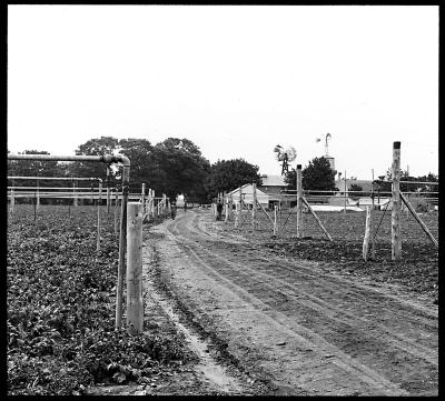 Truck Farming: Part of 45-Acre Truck Farm Irrigated by Overhead Pipes Five Miles from Greenport