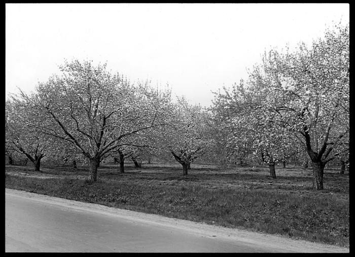 Large Apple Trees in Blossom, Livingston, Columbia Co., New York