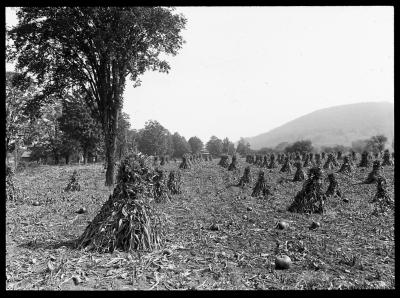 Farm Field in Unadilla