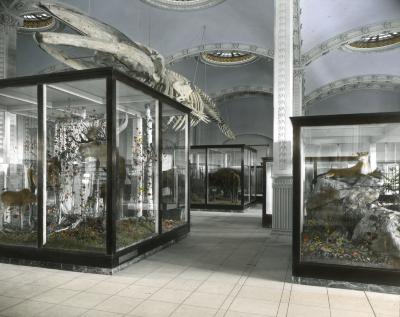 State Museum. State Education Building. Partial view of Hall of Zoology