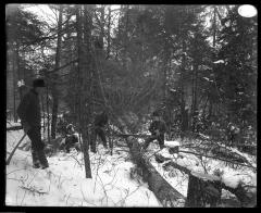 Sawing a Tree Trunk