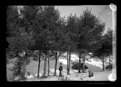 White pine trees from wind-sown seed, trimmed by B.M. Lobdell