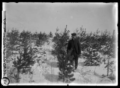 White Pine Lake Clear plantation 