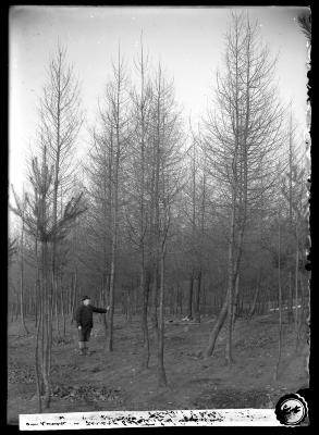 European Larch on Girard Estate 