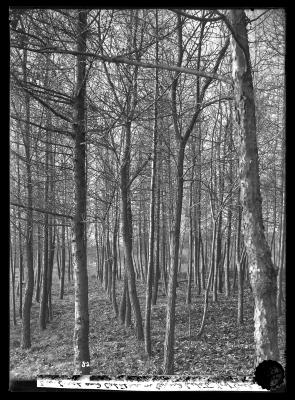 European Larch and Catalpa on Girard Estate 