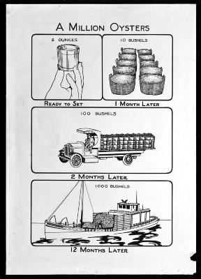 Million Oysters Conservation Chart