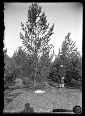 Austrian Pine on Girard Estate