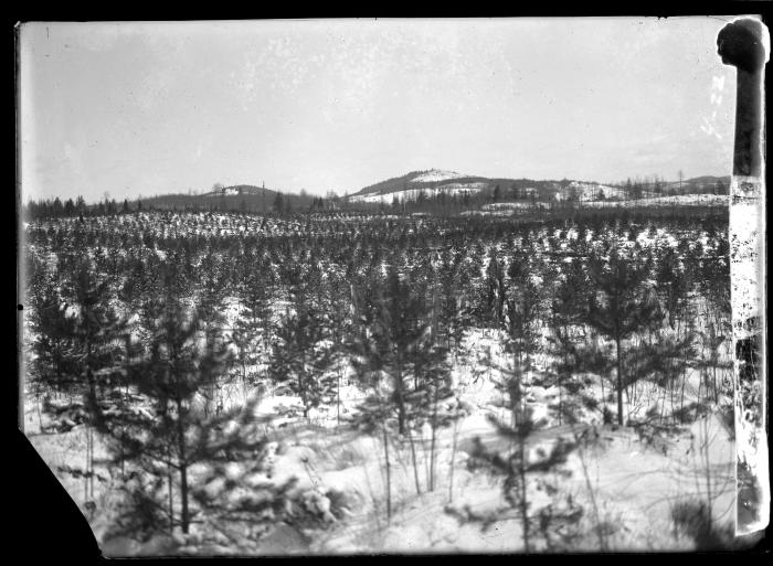 Lake Clear Plantation