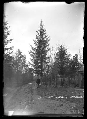 European Larch on Girard Estate 