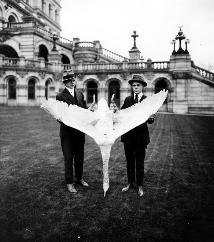 State Game Wardens with a Dead Swan, Albany, 1910