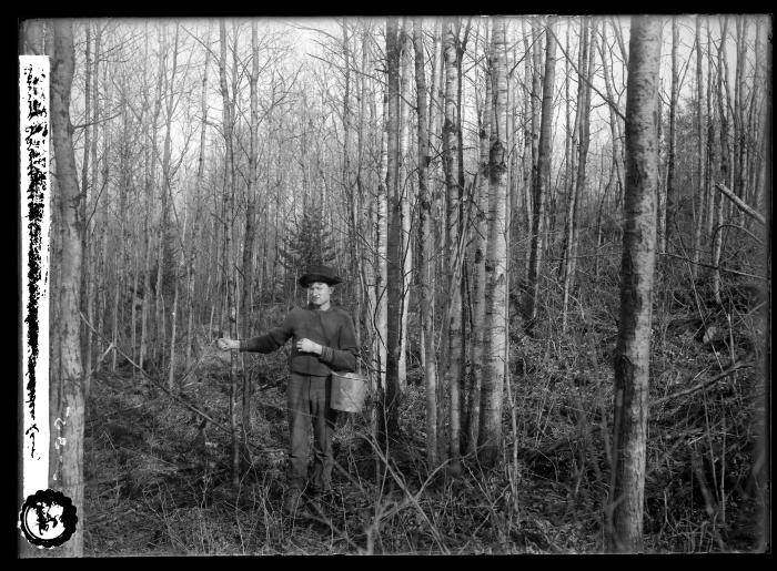 Sowing Spruce Seed Among Poplars at Aiden Lair