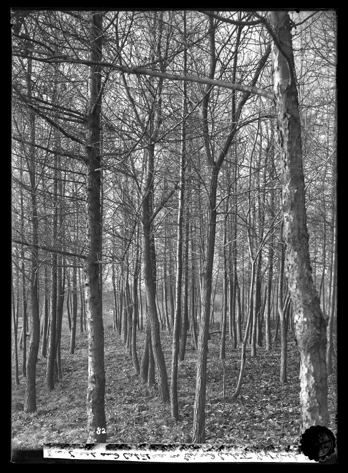 European Larch and Catalpa on Girard Estate 