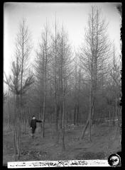 European Larch on Girard Estate 