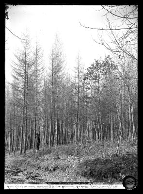 European Larch and Catalpa on Girard Estate 