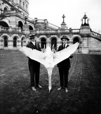 State Game Wardens with a Dead Swan, Albany, 1910