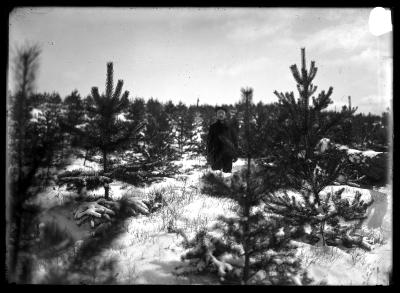 Scotch Pine Lake Clear Plantation