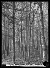 European Larch and Catalpa on Girard Estate 