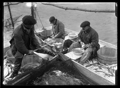 Sodus Bay - Taking Herring Eggs