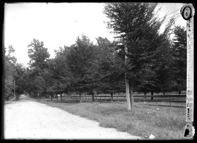 Trees Cut for Passage of Electric Light Wires, Flushing