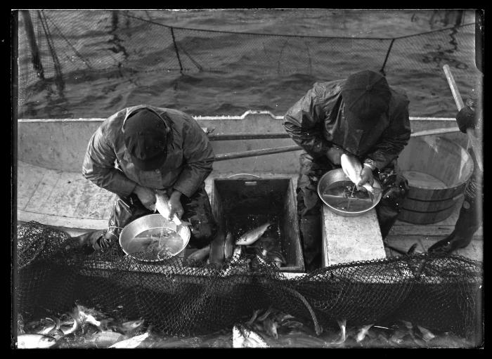 Sodus Bay - Taking Herring Eggs