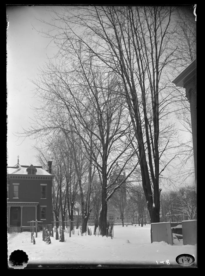 Tree in City