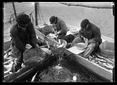 Sodus Bay - Taking Herring Eggs