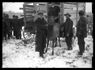 Liberation of Elk in the Adirondacks