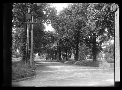 Street in Flushing, N.Y. Planted with Tulip Trees