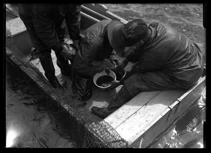 Stripping Fish Chautauqua Lake (Muskalonge)