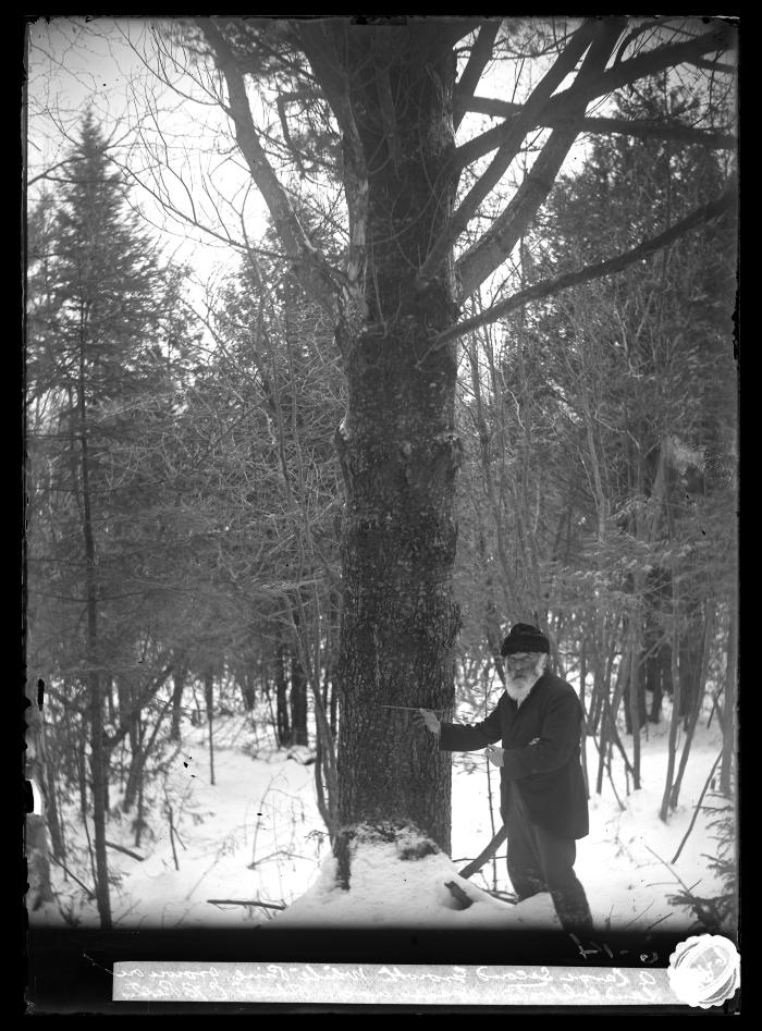 Large Second Growth White Pine, Grown on Land Cultivated 40 Years Ago