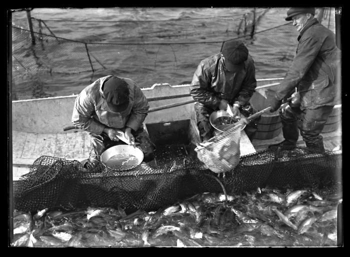 Sodus Bay - Taking Herring Eggs