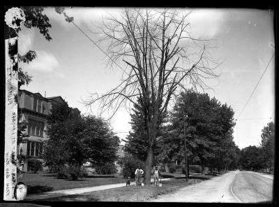 White Maple Killed by Leakage from Gas Main, Flushing, N.Y.