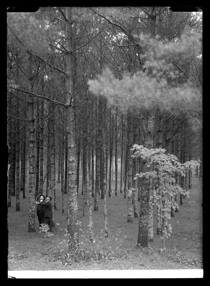 Inspecting a Planted Forest