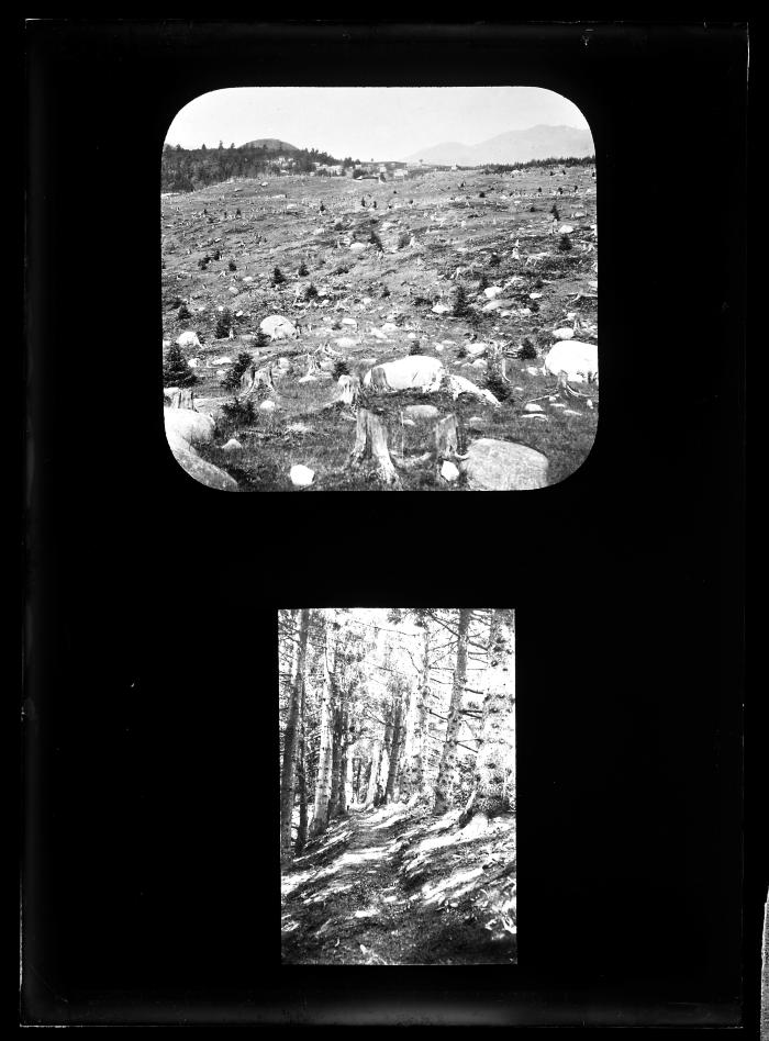 Div. of Land and Forests; 1-A Stump Pasture; 2-A Wood Path Through a Stand of Very Old Spruce (Copied from Slides, Multiple Images on One Glass Plate)