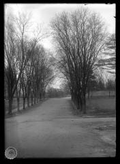 Trees on Street