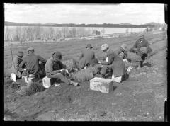 Lake Clear Nursery - Taking Up 2 Yr. Trees for Transplanting