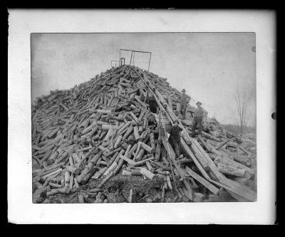 Forestry - pile of pulp logs (copy of print)