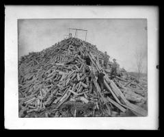 Forestry - pile of pulp logs (copy of print)