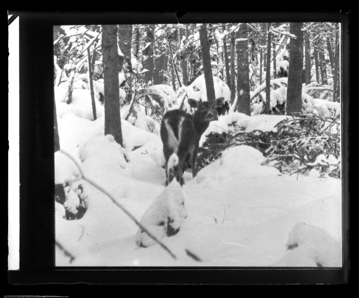 Deer in Winter Woods (copy)