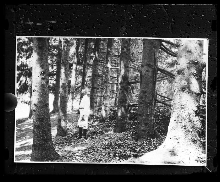 32 Year Old Plantation of Norway Spruce