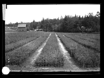 Beds of Norway Spruce, Nursery at Saranac Inn Station